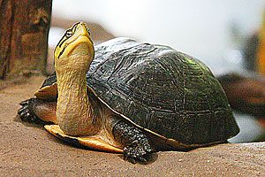 Żółw sundajski